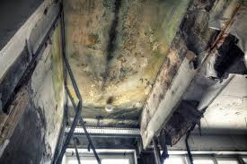 Professional Mold Prevention & Removal  in Park Forest, IL